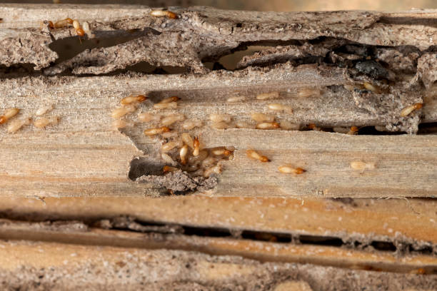 Best Exterminator Services  in Carnesville, GA